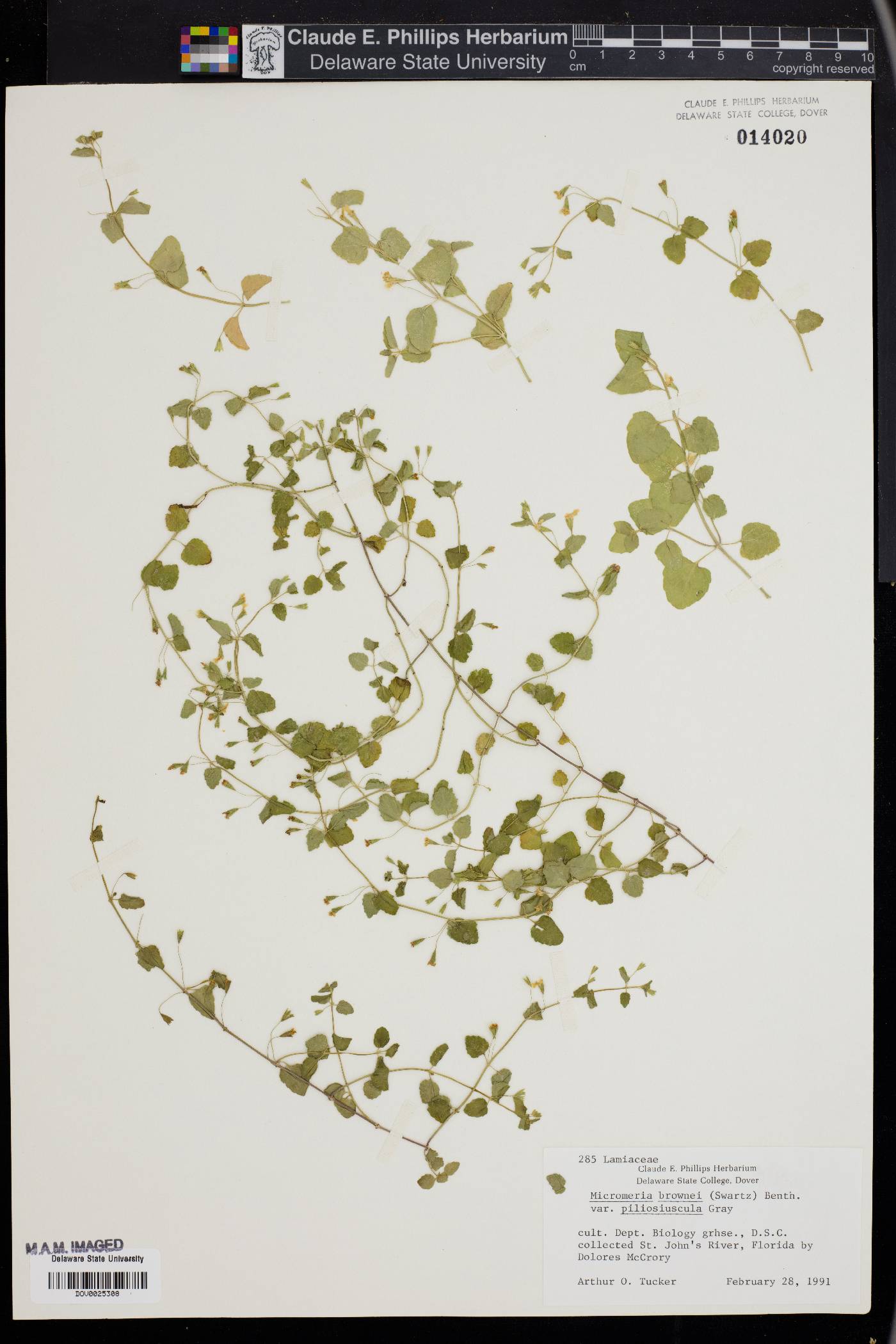 Micromeria brownei image