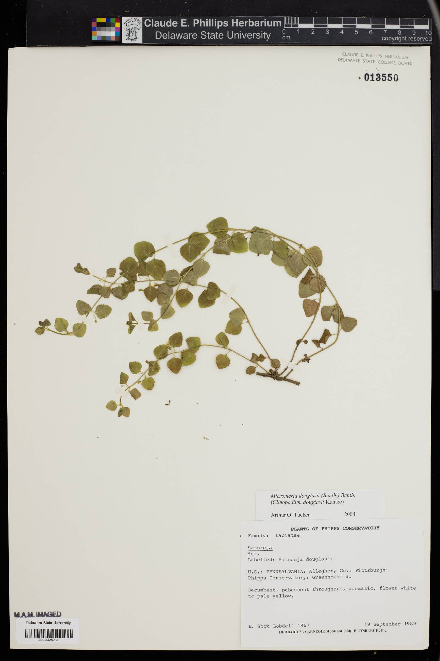 Micromeria douglasii image
