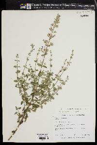 Nepeta cataria image