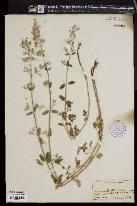 Nepeta mussinii image