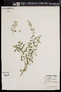 Nepeta mussinii image