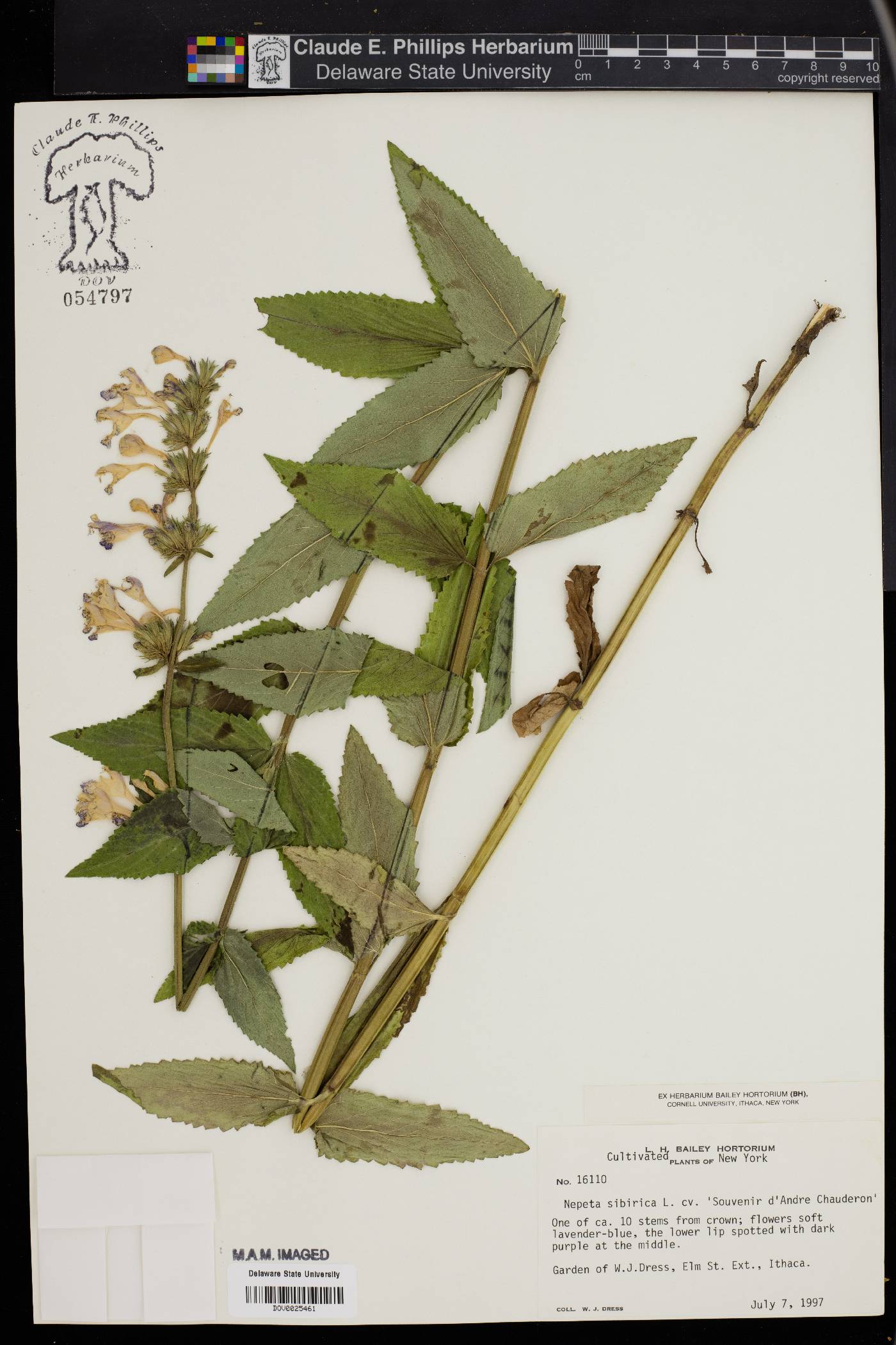 Nepeta sibirica image