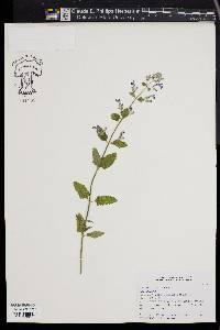 Nepeta stewartiana image