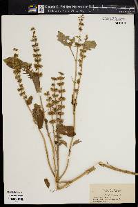 Ocimum basilicum image