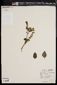 Ocimum basilicum image