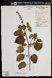 Ocimum basilicum image