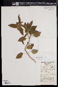 Ocimum basilicum image