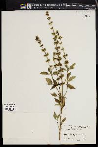 Ocimum basilicum image