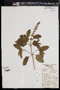 Ocimum basilicum image