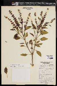 Ocimum basilicum image