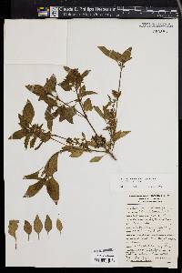 Ocimum basilicum image