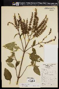 Ocimum gratissimum image