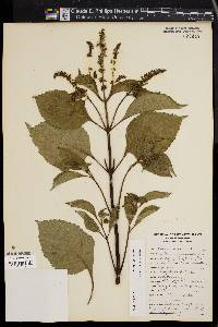 Ocimum gratissimum image