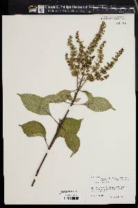 Ocimum gratissimum image