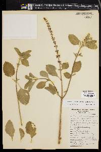 Ocimum kilimandscharicum image