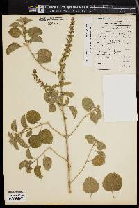 Ocimum lamiifolium image