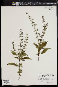 Ocimum selloi image