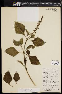 Ocimum selloi image