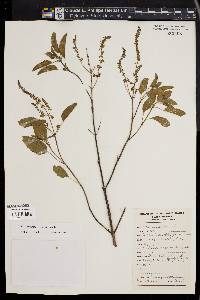 Ocimum tenuiflorum image