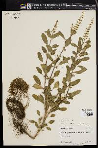 Ocimum tenuiflorum image