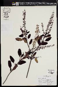 Ocimum tenuiflorum image