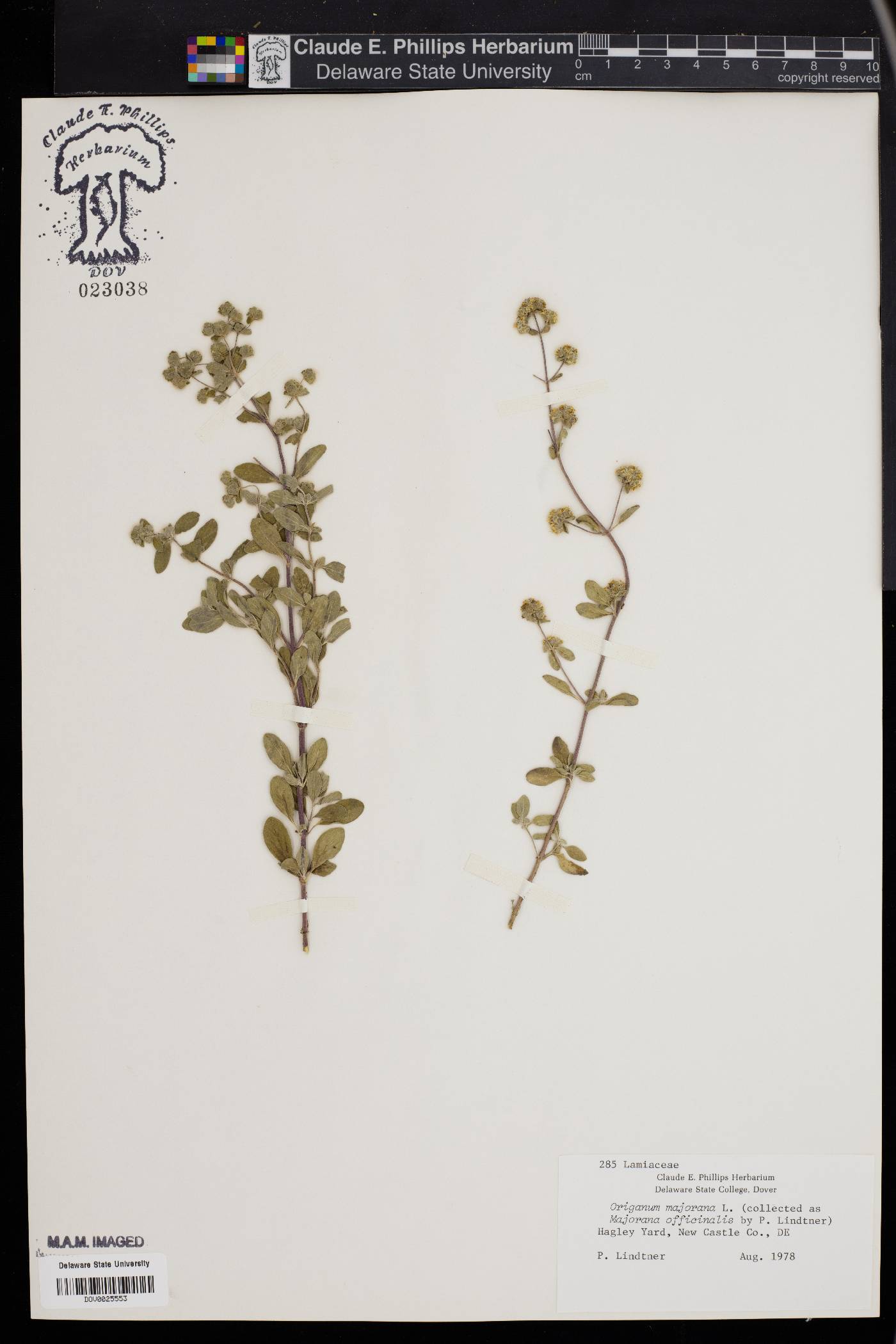Origanum majorana image