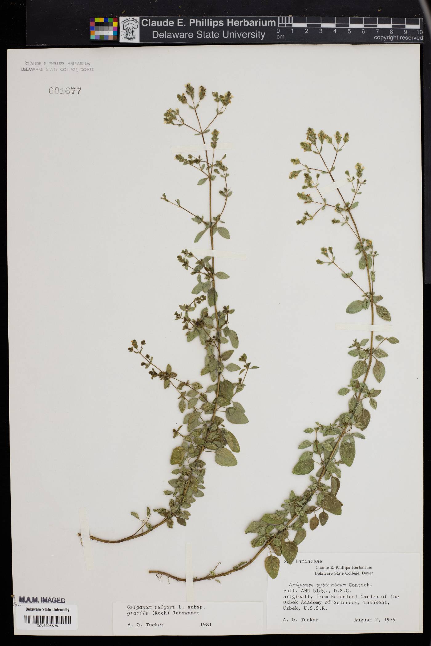 Origanum vulgare subsp. gracile image