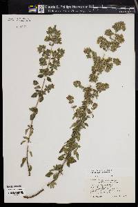 Origanum heracleoticum image