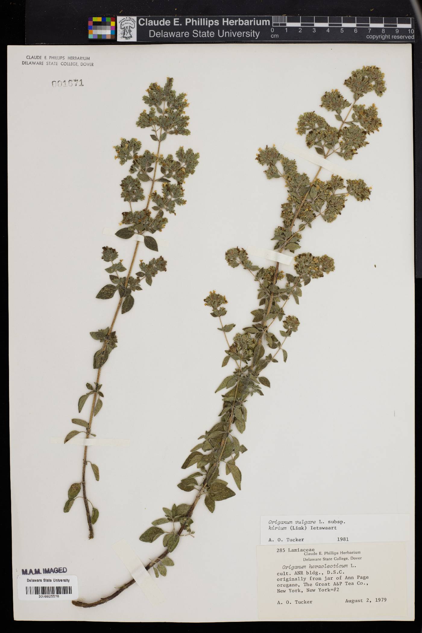 Origanum heracleoticum image