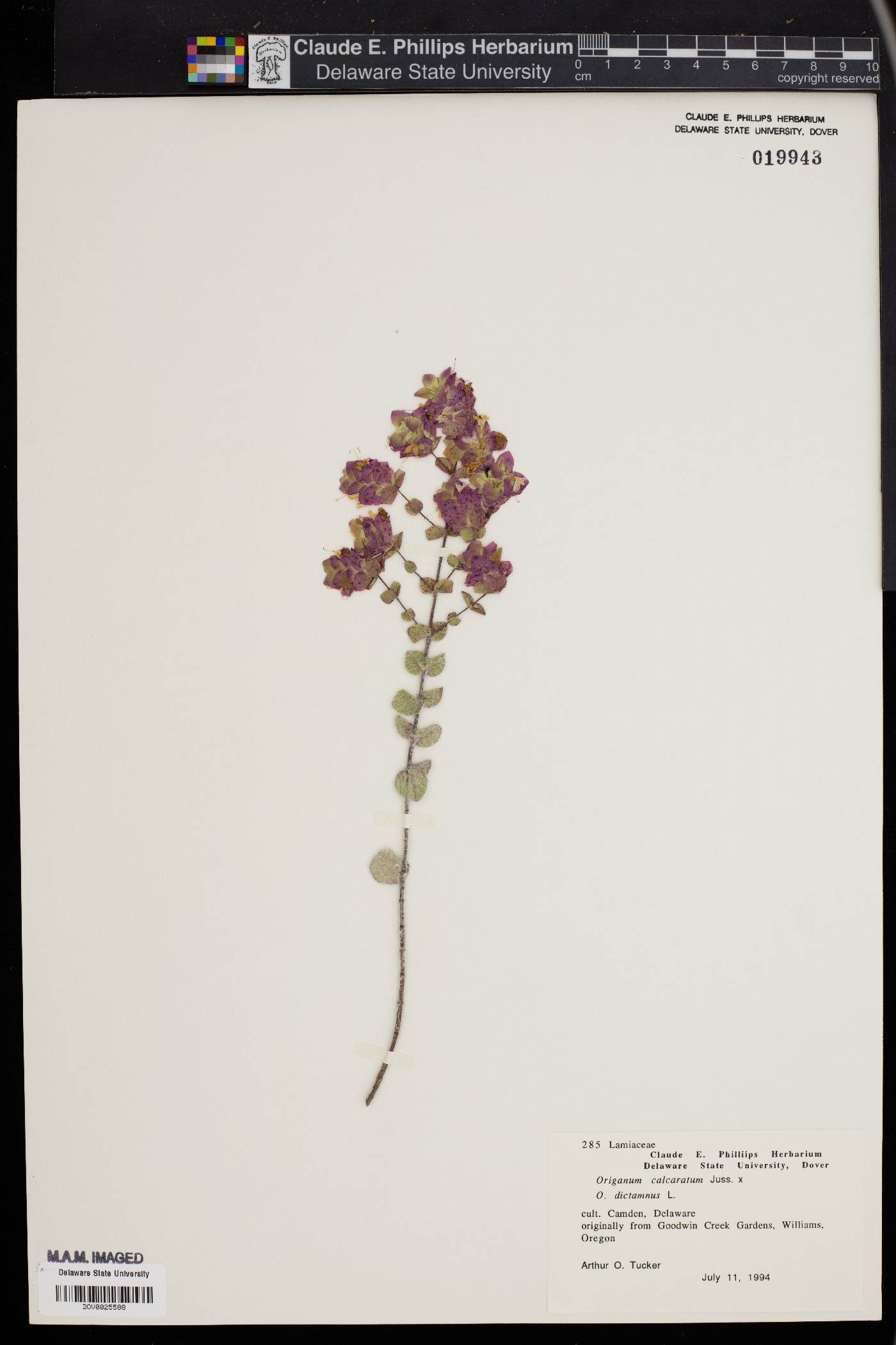 Origanum calcaratum image