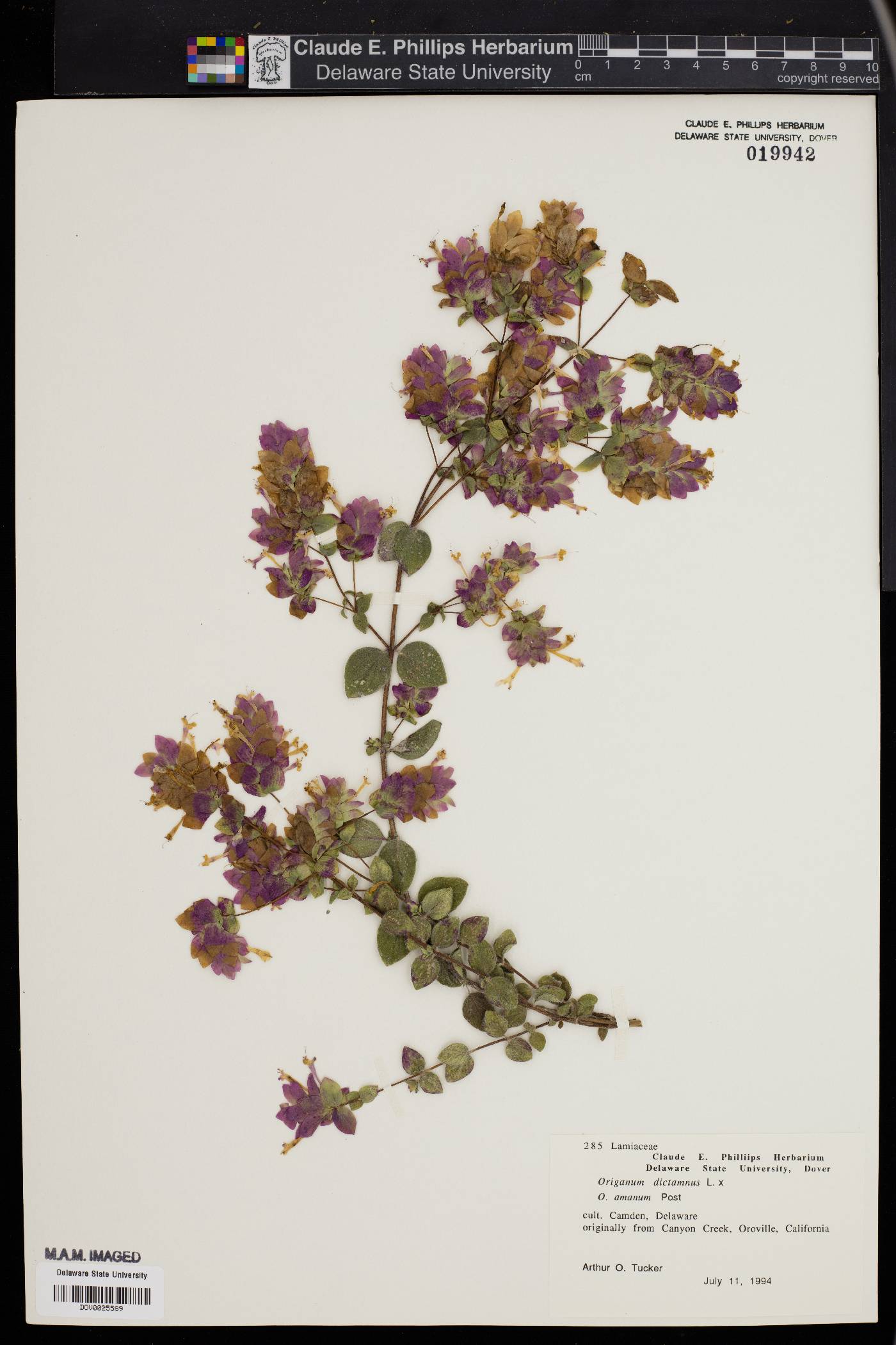 Origanum dictamnus image