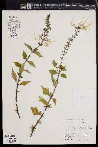 Clerodendranthus spicatus image