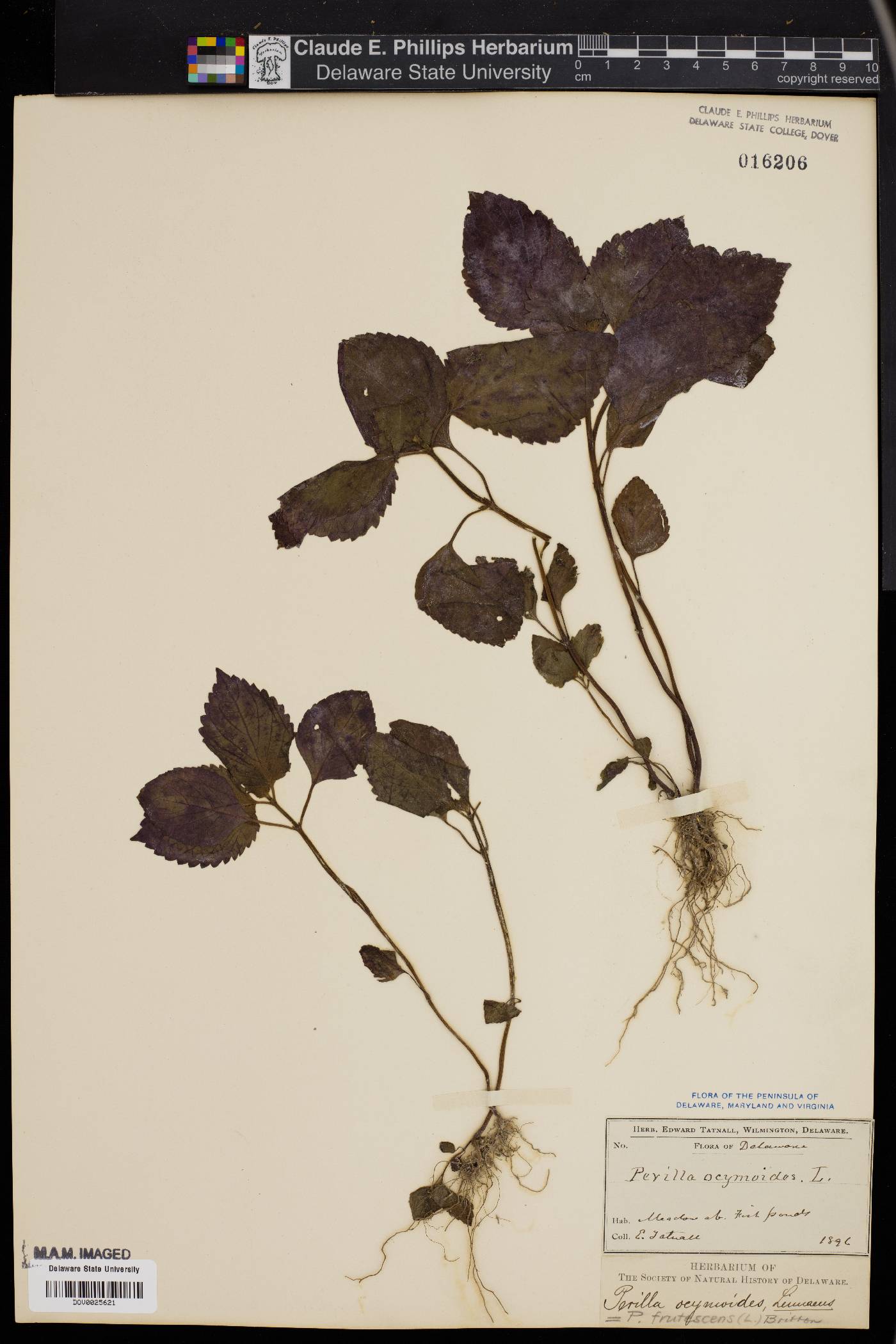 Perilla ocymoides image