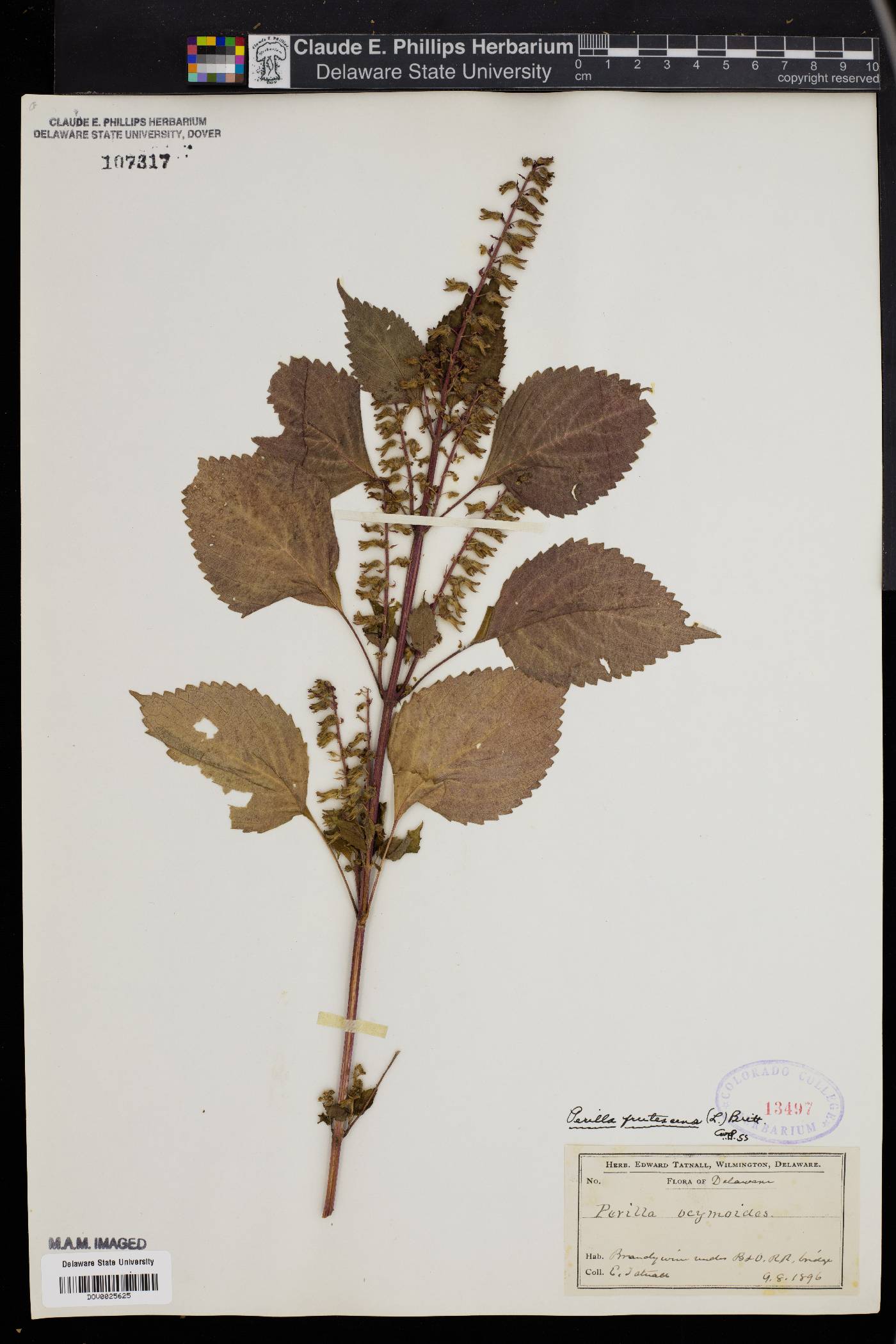 Perilla ocymoides image