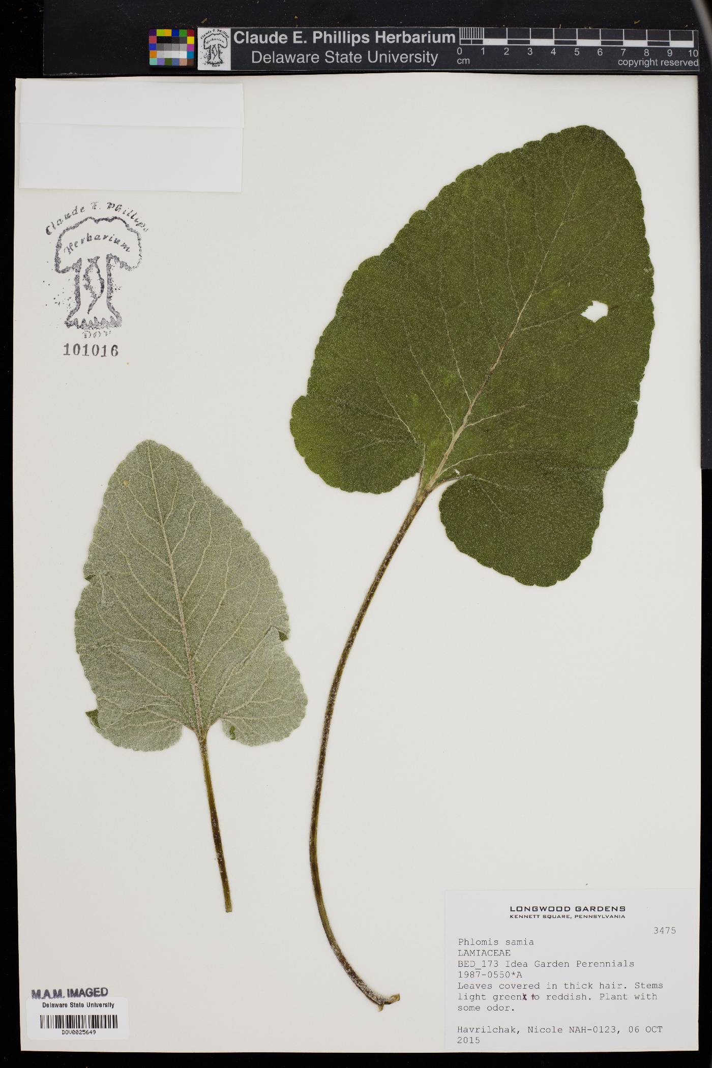 Phlomis samia image