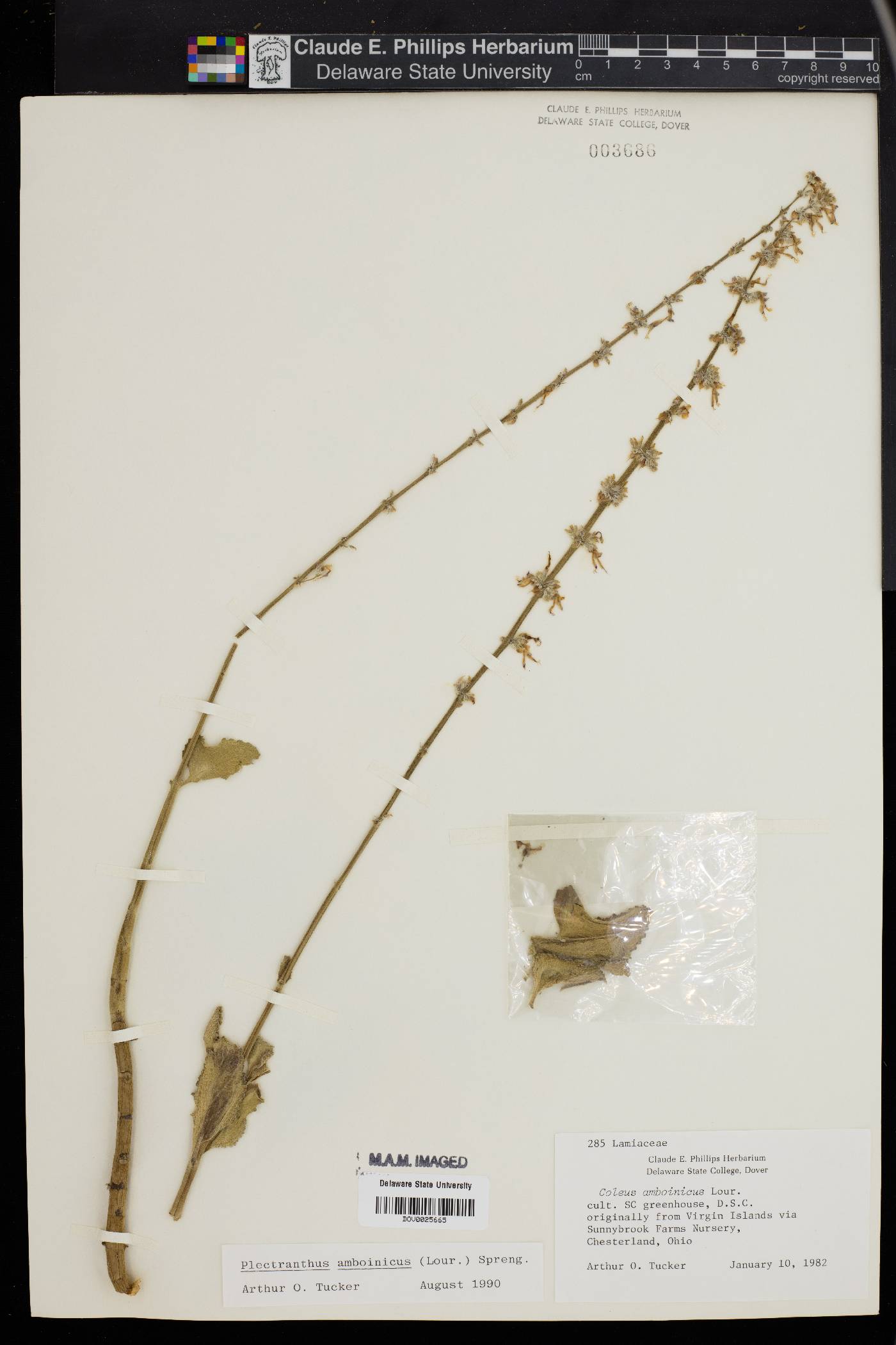Plectranthus amboinicus image