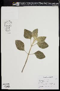 Plectranthus argentatus image