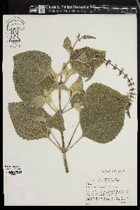 Plectranthus argentatus image