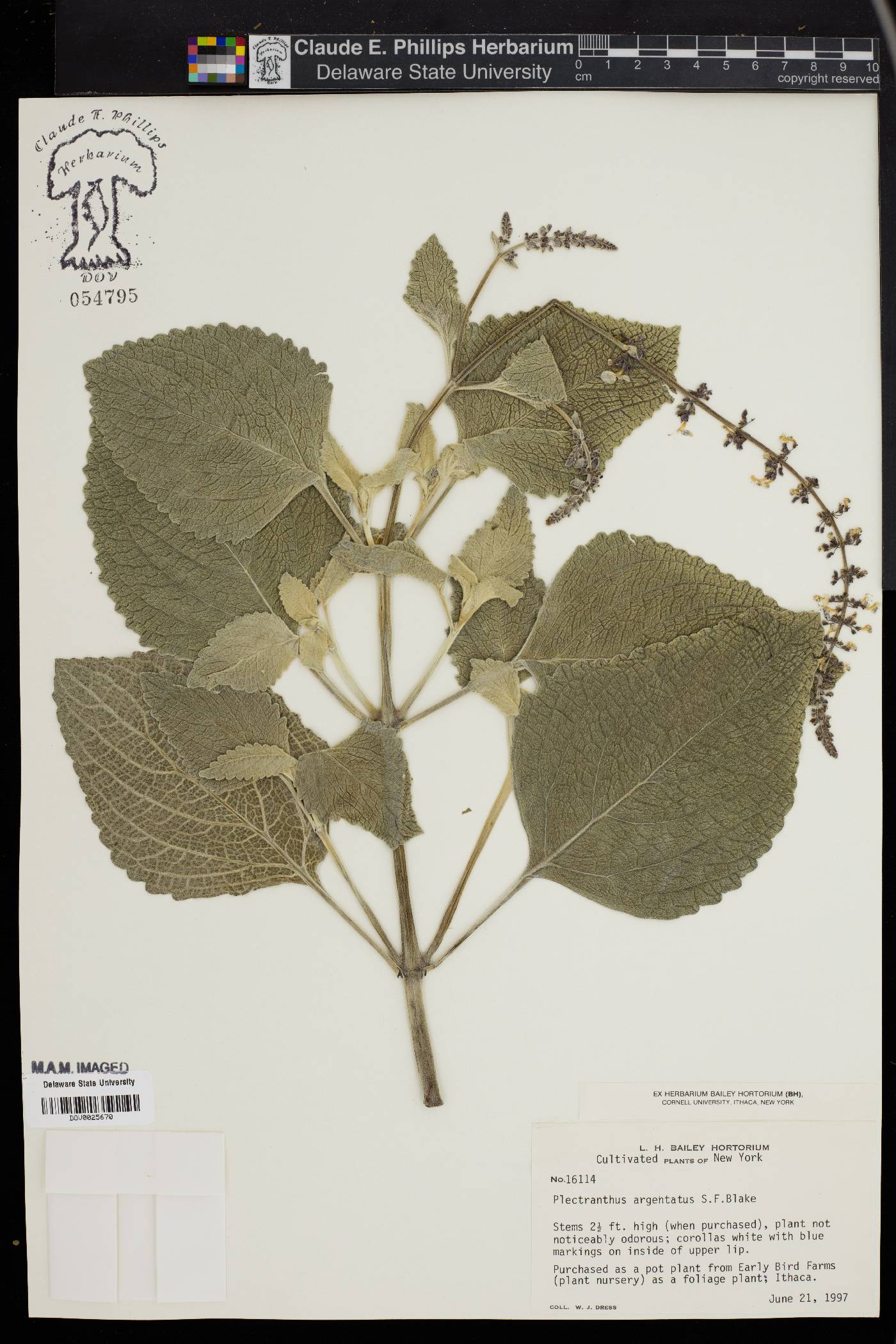 Plectranthus argentatus image