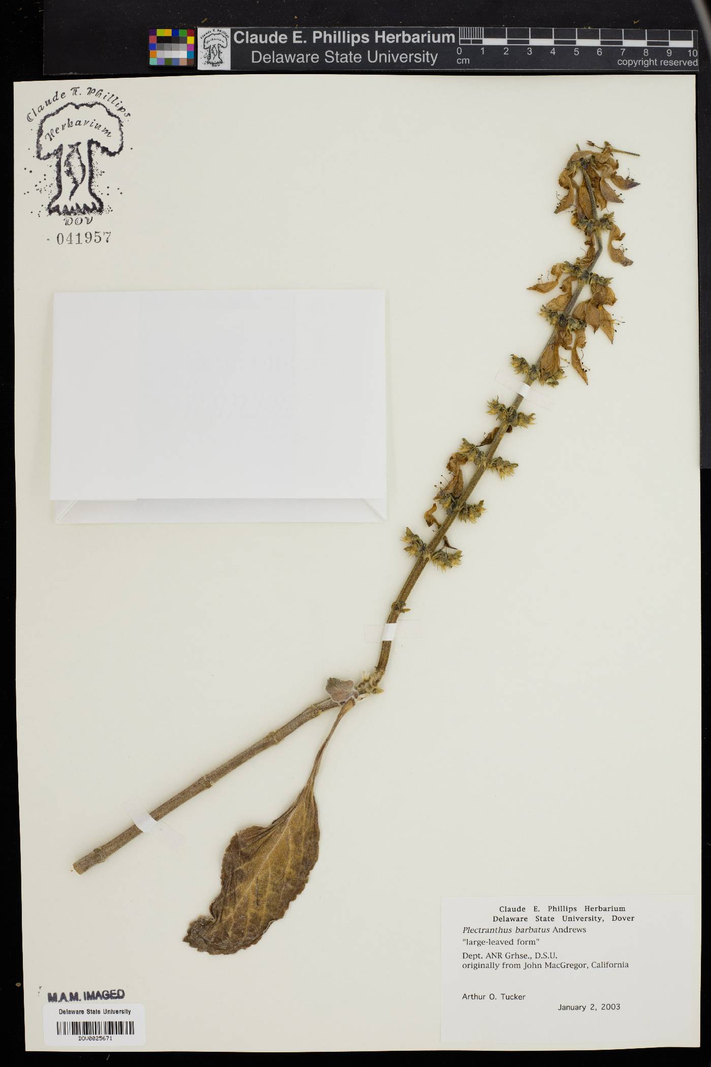 Plectranthus barbatus image