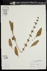 Plectranthus barbatus image