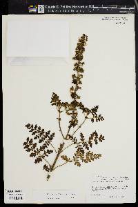 Plectranthus bipinnatus image