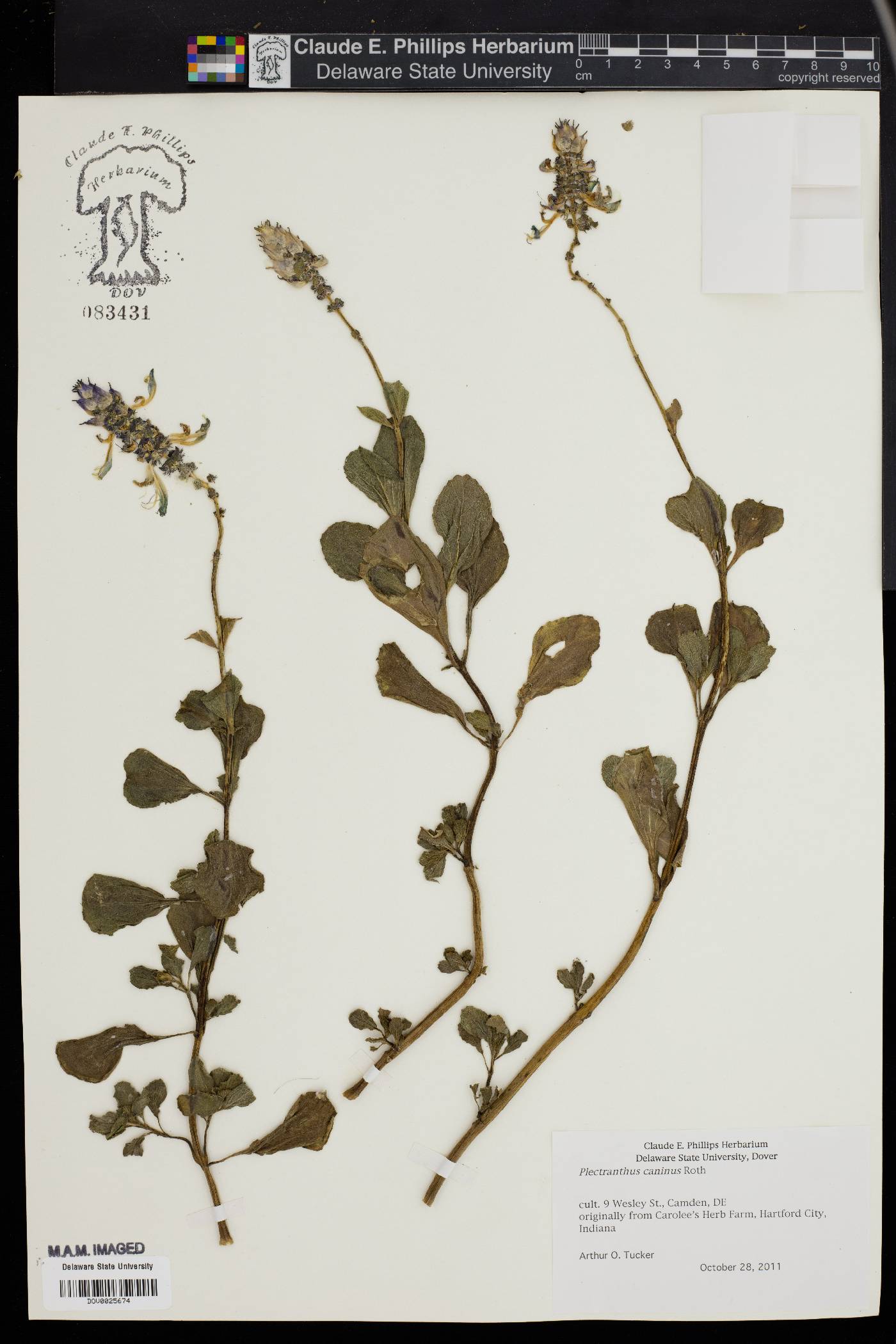 Plectranthus caninus image