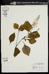 Plectranthus ciliatus image