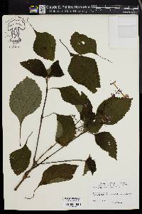 Plectranthus ecklonii image