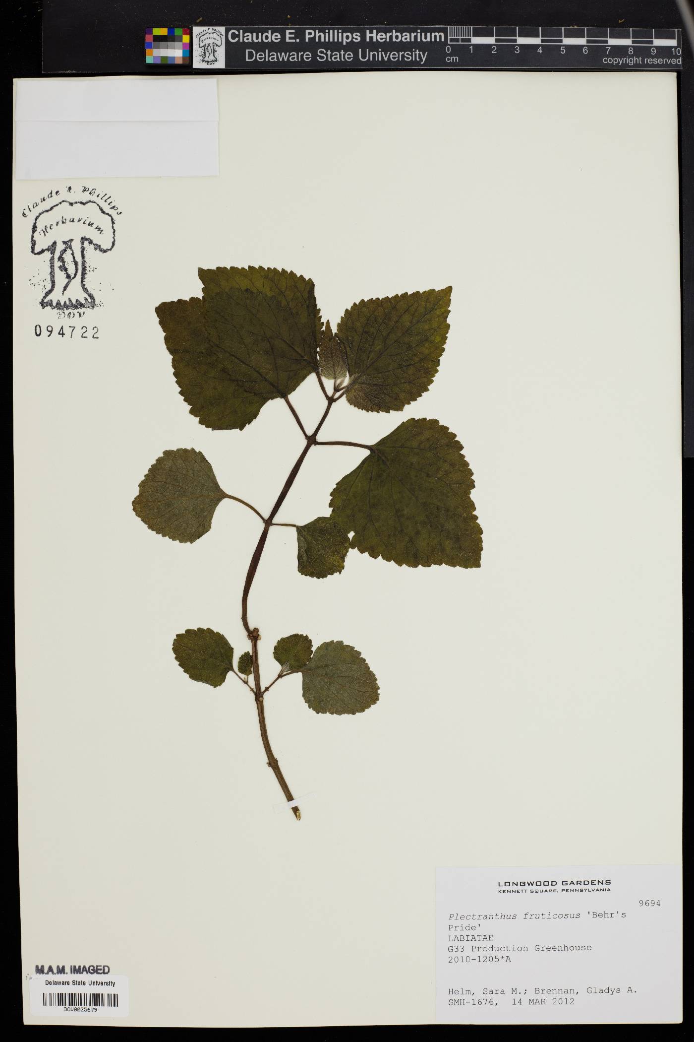 Plectranthus fruticosus image