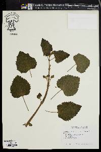 Plectranthus fruticosus image