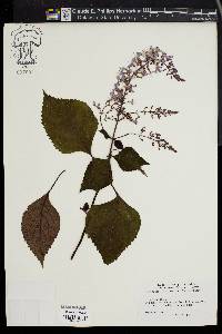 Plectranthus fruticosus image