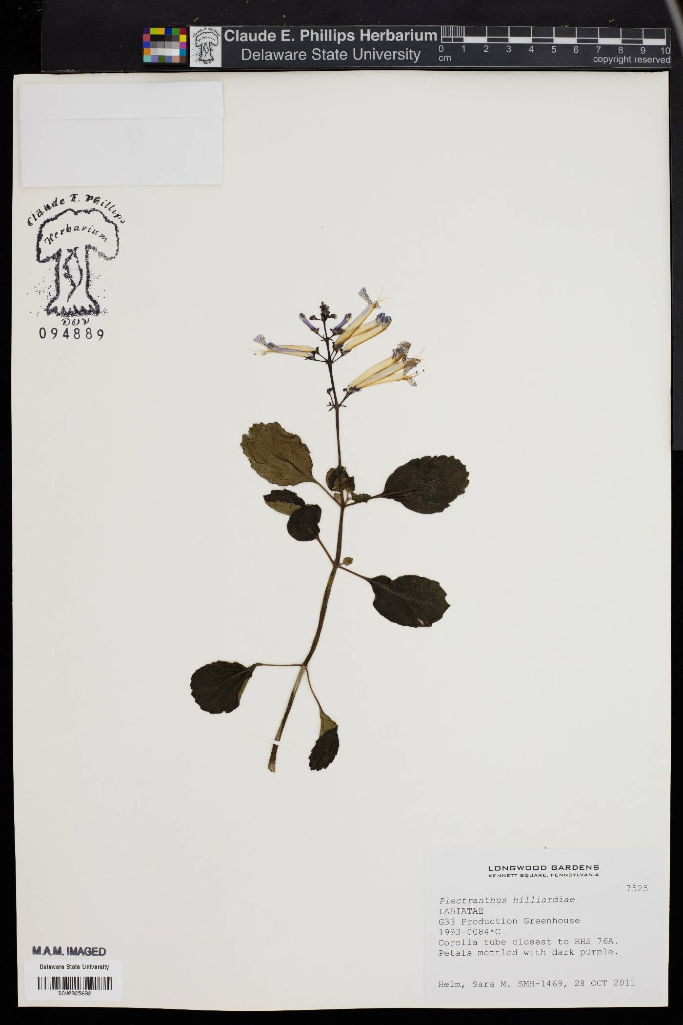 Plectranthus hilliardiae image