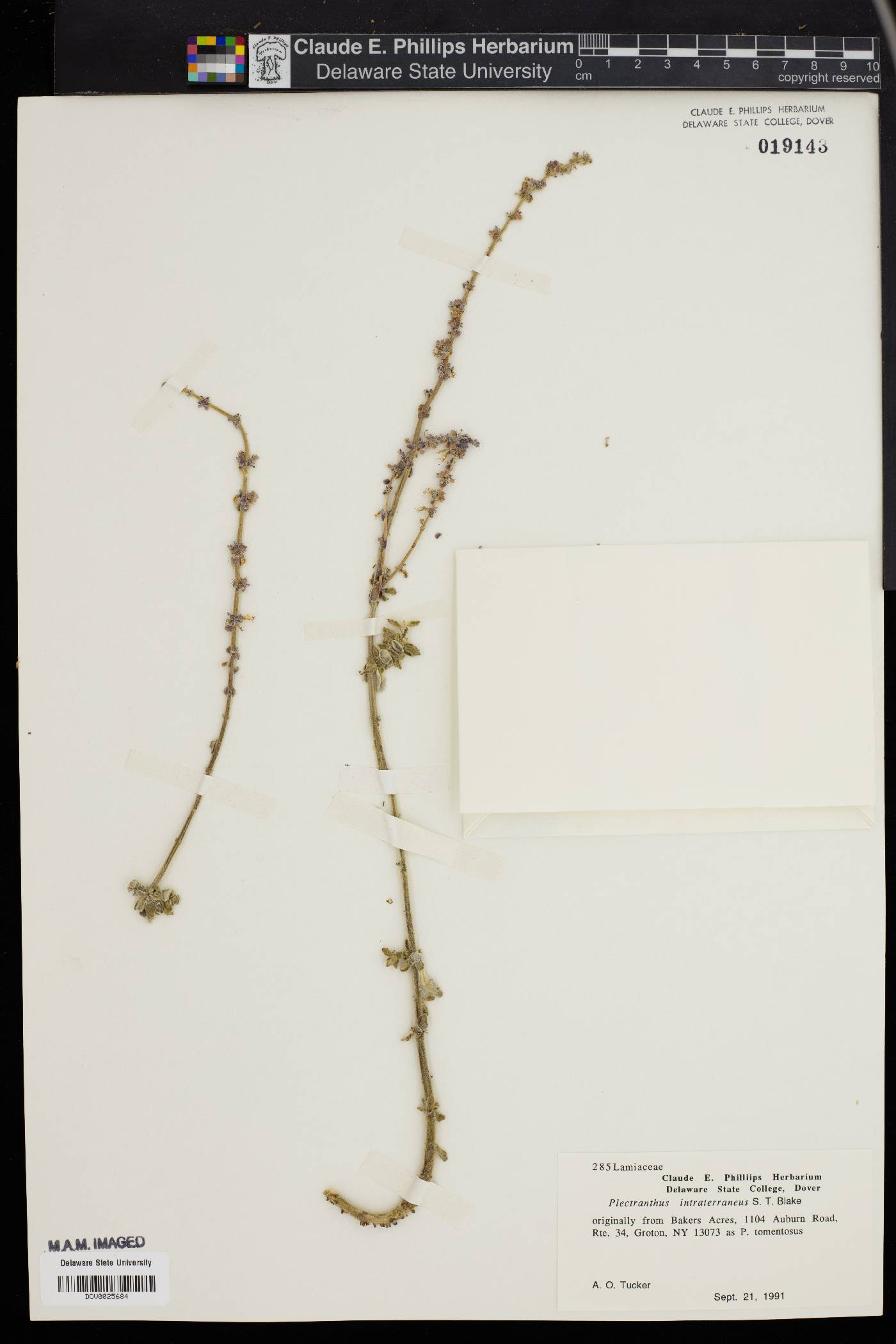 Plectranthus intraterraneus image